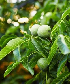 Fast Growing Trees Nut Trees English Walnut Tree