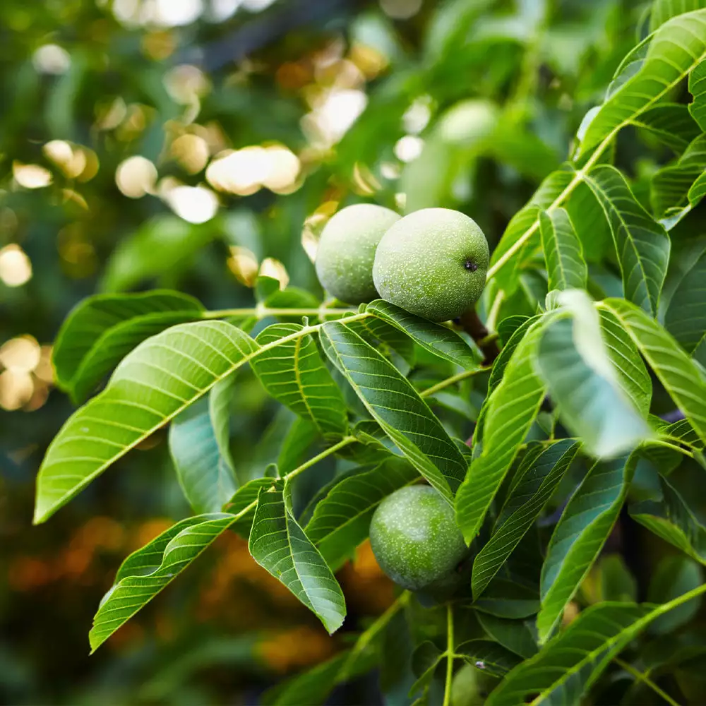 Fast Growing Trees Nut Trees English Walnut Tree 4 Fast Growing Trees Nut Trees English Walnut Tree