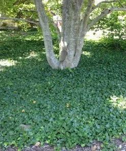 Fast Growing Trees English Ivy Vine See All Shrubs & Hedges 7 Fast Growing Trees English Ivy Vine See All Shrubs & Hedges