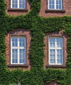 Fast Growing Trees English Ivy Vine See All Shrubs & Hedges 8 Fast Growing Trees English Ivy Vine See All Shrubs & Hedges