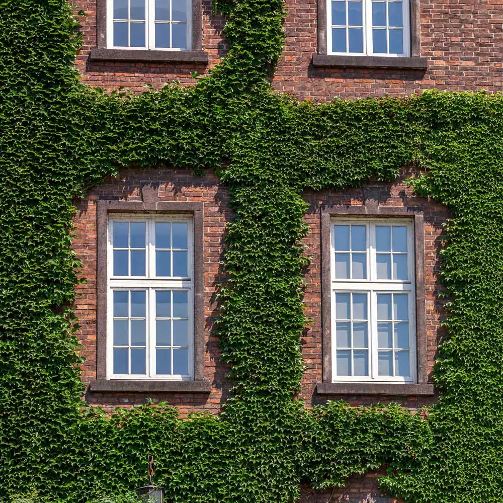 Fast Growing Trees English Ivy Vine See All Shrubs & Hedges 5 Fast Growing Trees English Ivy Vine See All Shrubs & Hedges