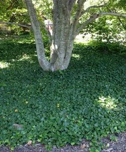Fast Growing Trees English Ivy Vine See All Shrubs & Hedges