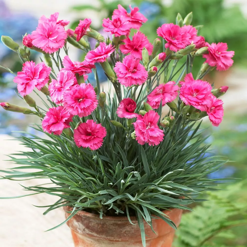 Fast Growing Trees Scent First® Eternity Dianthus Plant 4 Fast Growing Trees Scent First® Eternity Dianthus Plant