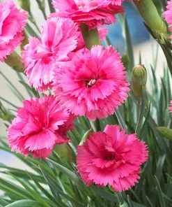 Fast Growing Trees Scent First® Eternity Dianthus Plant 7 Fast Growing Trees Scent First® Eternity Dianthus Plant
