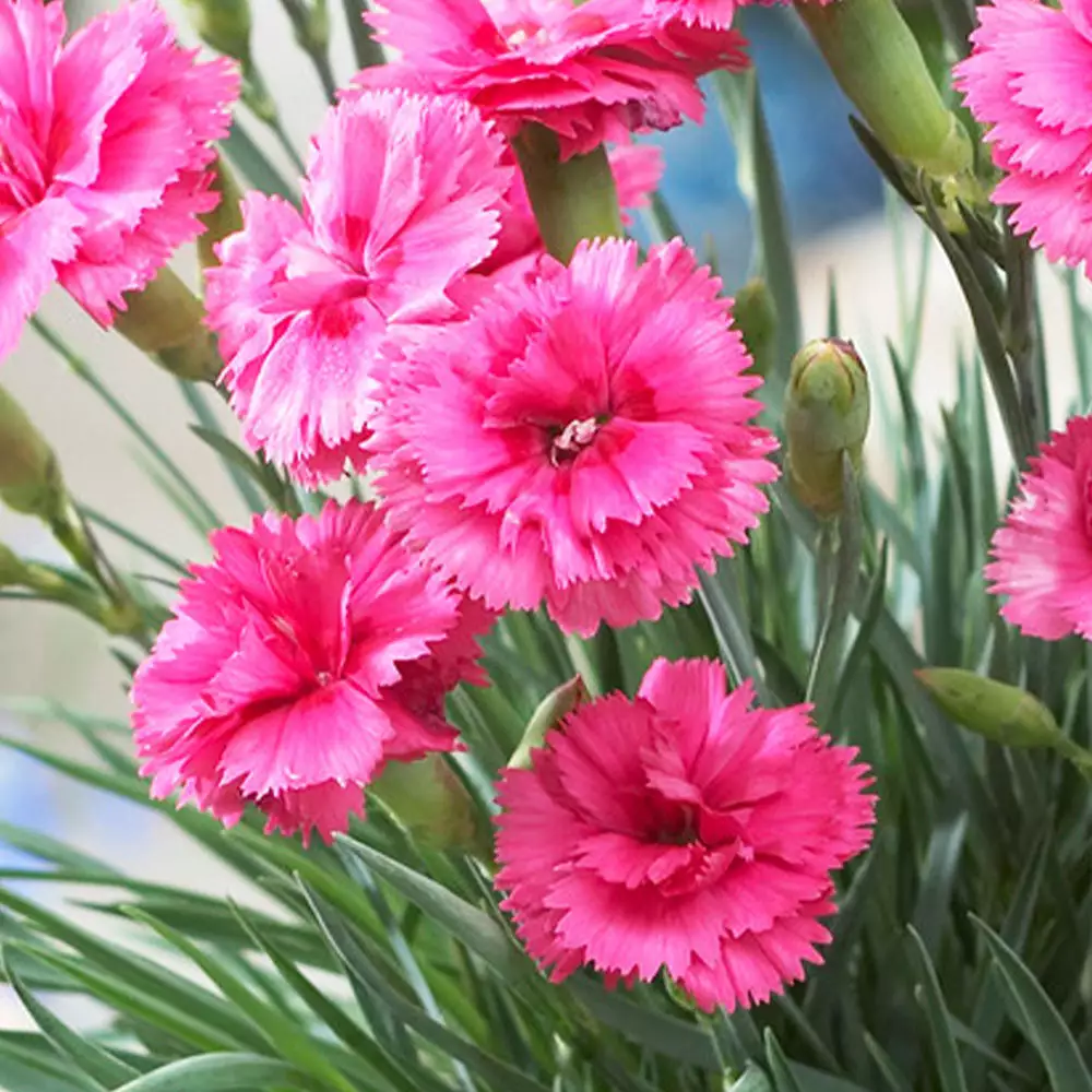 Fast Growing Trees Scent First® Eternity Dianthus Plant 5 Fast Growing Trees Scent First® Eternity Dianthus Plant