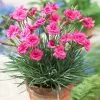 Fast Growing Trees Scent First® Eternity Dianthus Plant 2 Fast Growing Trees Scent First® Eternity Dianthus Plant