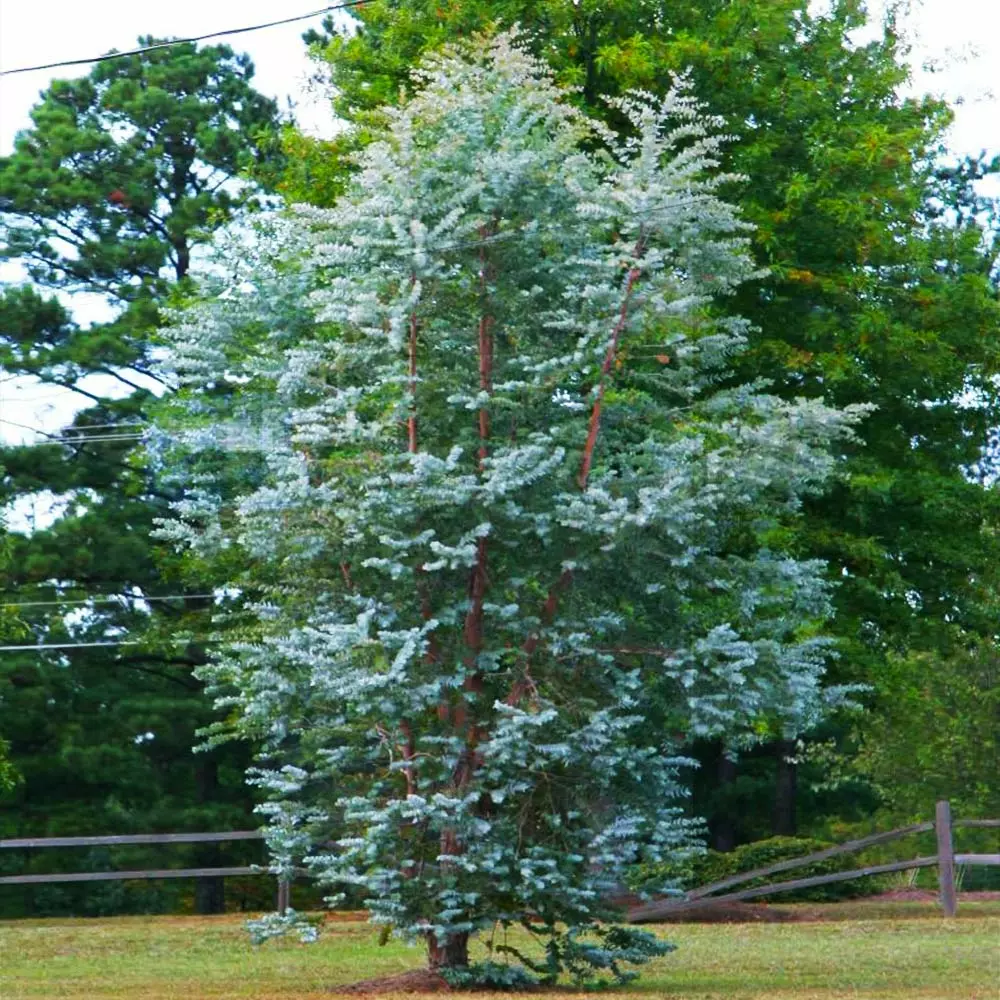 Fast Growing Trees See All Evergreen & Privacy Trees Eucalyptus Plant 5 Fast Growing Trees See All Evergreen & Privacy Trees Eucalyptus Plant