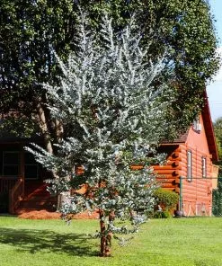 Fast Growing Trees See All Evergreen & Privacy Trees Eucalyptus Plant