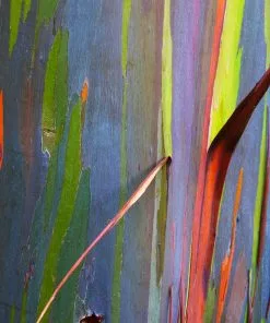 Fast Growing Trees See All Shade Trees Rainbow Eucalyptus Tree