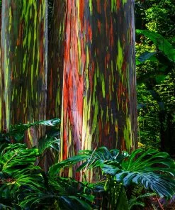 Fast Growing Trees See All Shade Trees Rainbow Eucalyptus Tree