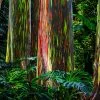 Fast Growing Trees See All Shade Trees Rainbow Eucalyptus Tree 1 Fast Growing Trees See All Shade Trees Rainbow Eucalyptus Tree