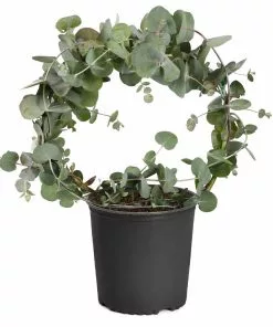 Fast Growing Trees Eucalyptus Wreath See All Shade Trees 7 Fast Growing Trees Eucalyptus Wreath See All Shade Trees