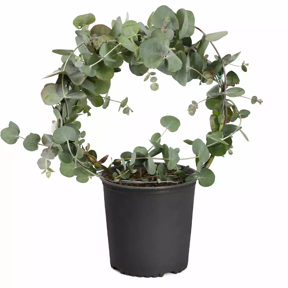 Fast Growing Trees Eucalyptus Wreath See All Shade Trees 5 Fast Growing Trees Eucalyptus Wreath See All Shade Trees