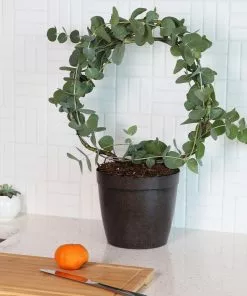 Fast Growing Trees Eucalyptus Wreath See All Shade Trees