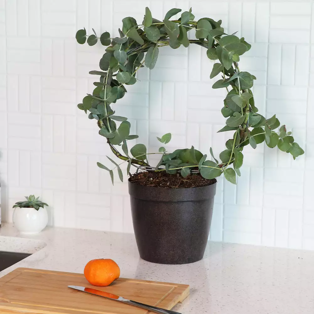 Fast Growing Trees Eucalyptus Wreath See All Shade Trees 4 Fast Growing Trees Eucalyptus Wreath See All Shade Trees