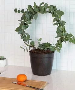 Fast Growing Trees Eucalyptus Wreath See All Shade Trees