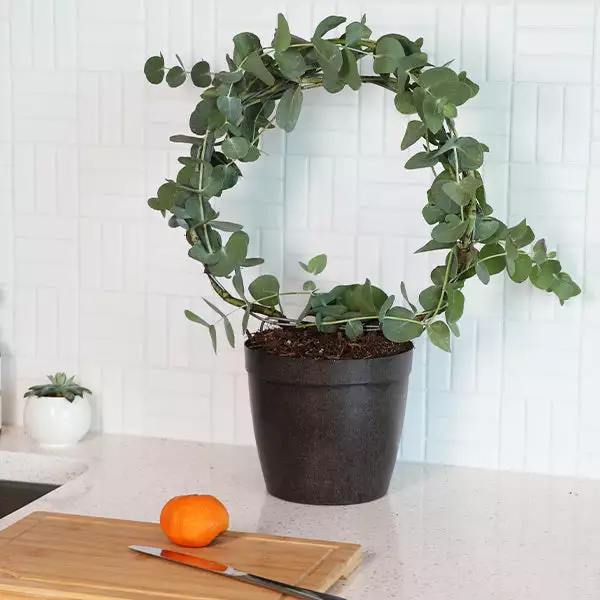 Fast Growing Trees Eucalyptus Wreath See All Shade Trees 3 Fast Growing Trees Eucalyptus Wreath See All Shade Trees