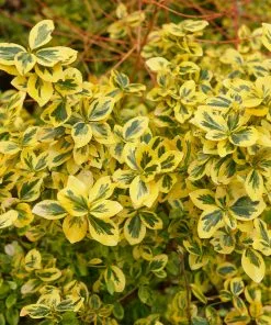 Fast Growing Trees See All Shrubs & Hedges Emerald N' Gold Wintercreeper