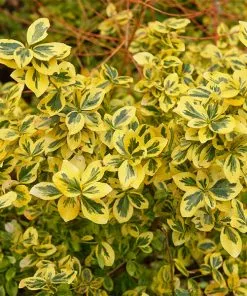 Fast Growing Trees See All Shrubs & Hedges Emerald N' Gold Wintercreeper
