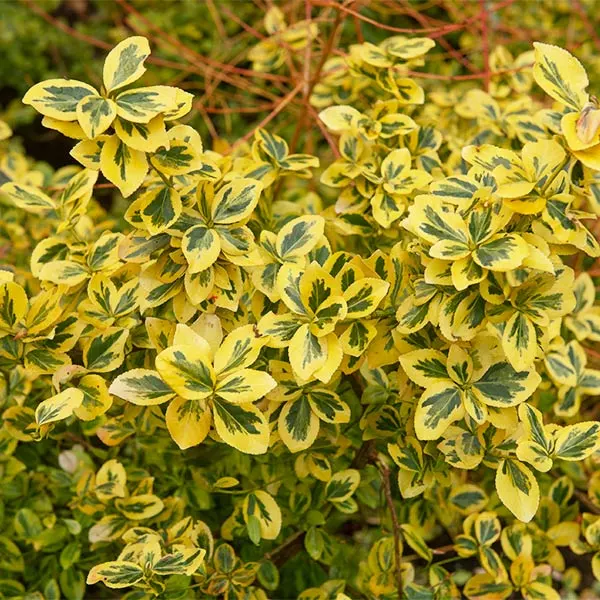 Fast Growing Trees See All Shrubs & Hedges Emerald N' Gold Wintercreeper 3 Fast Growing Trees See All Shrubs & Hedges Emerald N' Gold Wintercreeper