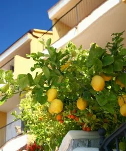Fast Growing Trees Eureka Lemon Tree Citrus Trees 8 Fast Growing Trees Eureka Lemon Tree Citrus Trees