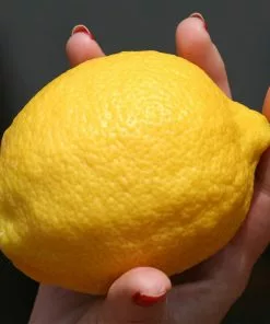 Fast Growing Trees Eureka Lemon Tree Citrus Trees 9 Fast Growing Trees Eureka Lemon Tree Citrus Trees