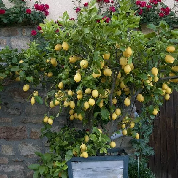 Fast Growing Trees Our Newest Arrivals Eureka Lemon Tree 3 Fast Growing Trees Our Newest Arrivals Eureka Lemon Tree