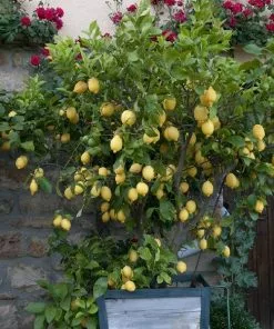 Fast Growing Trees Eureka Lemon Tree Citrus Trees