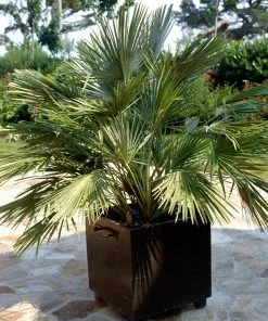 Fast Growing Trees Palm Trees European Fan Palm Tree 9 Fast Growing Trees Palm Trees European Fan Palm Tree