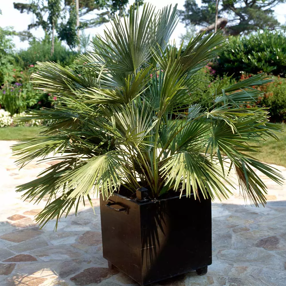 Fast Growing Trees Palm Trees European Fan Palm Tree 5 Fast Growing Trees Palm Trees European Fan Palm Tree