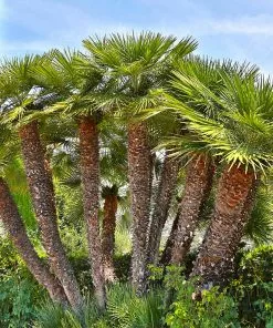 Fast Growing Trees Palm Trees European Fan Palm Tree 8 Fast Growing Trees Palm Trees European Fan Palm Tree