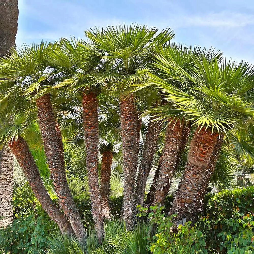 Fast Growing Trees Palm Trees European Fan Palm Tree 4 Fast Growing Trees Palm Trees European Fan Palm Tree