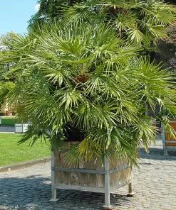 Fast Growing Trees Palm Trees European Fan Palm Tree 10 Fast Growing Trees Palm Trees European Fan Palm Tree