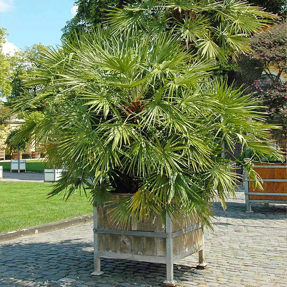 Fast Growing Trees Palm Trees European Fan Palm Tree 6 Fast Growing Trees Palm Trees European Fan Palm Tree