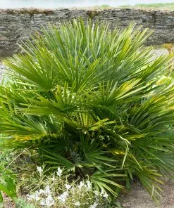 Fast Growing Trees Palm Trees European Fan Palm Tree 11 Fast Growing Trees Palm Trees European Fan Palm Tree