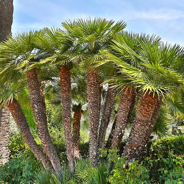 Fast Growing Trees Palm Trees European Fan Palm Tree 3 Fast Growing Trees Palm Trees European Fan Palm Tree