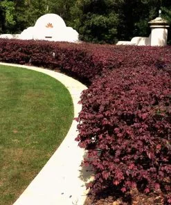 Fast Growing Trees 'Ever Red' Loropetalum