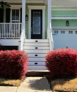 Fast Growing Trees 'Ever Red' Loropetalum