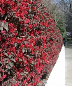 Fast Growing Trees 'Ever Red' Loropetalum