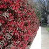 Fast Growing Trees 'Ever Red' Loropetalum 1 Fast Growing Trees 'Ever Red' Loropetalum