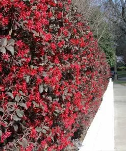 Fast Growing Trees 'Ever Red' Loropetalum