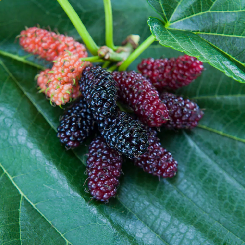 Fast Growing Trees Everbearing Mulberry Tree See All Fruit Trees 6 Fast Growing Trees Everbearing Mulberry Tree See All Fruit Trees