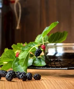 Fast Growing Trees Everbearing Mulberry Tree See All Fruit Trees 11 Fast Growing Trees Everbearing Mulberry Tree See All Fruit Trees