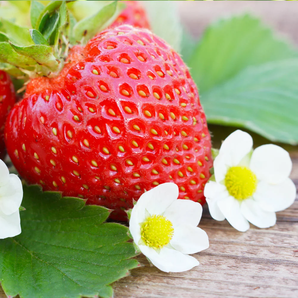 Fast Growing Trees Strawberry Plants Everbearing Strawberry 5 Fast Growing Trees Strawberry Plants Everbearing Strawberry