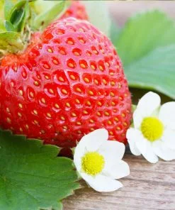 Fast Growing Trees Everbearing Strawberry - USDA Organic 10 Fast Growing Trees Everbearing Strawberry - USDA Organic