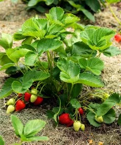 Fast Growing Trees Strawberry Plants Everbearing Strawberry 11 Fast Growing Trees Strawberry Plants Everbearing Strawberry