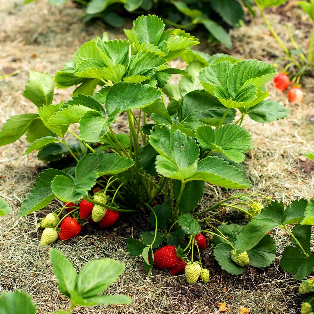 Fast Growing Trees Strawberry Plants Everbearing Strawberry 6 Fast Growing Trees Strawberry Plants Everbearing Strawberry