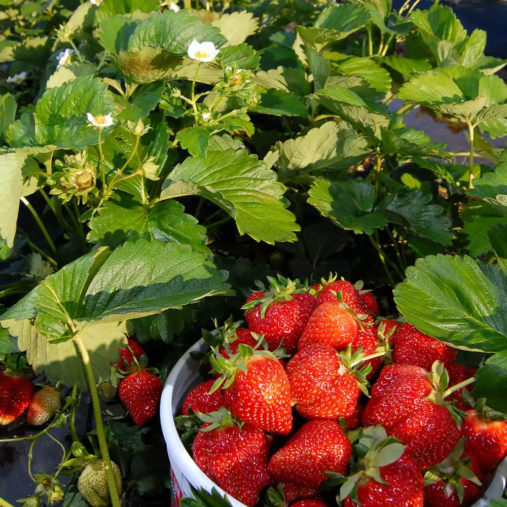 Fast Growing Trees Strawberry Plants Everbearing Strawberry 8 Fast Growing Trees Strawberry Plants Everbearing Strawberry