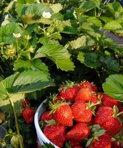 Fast Growing Trees Everbearing Strawberry - USDA Organic 13 Fast Growing Trees Everbearing Strawberry - USDA Organic