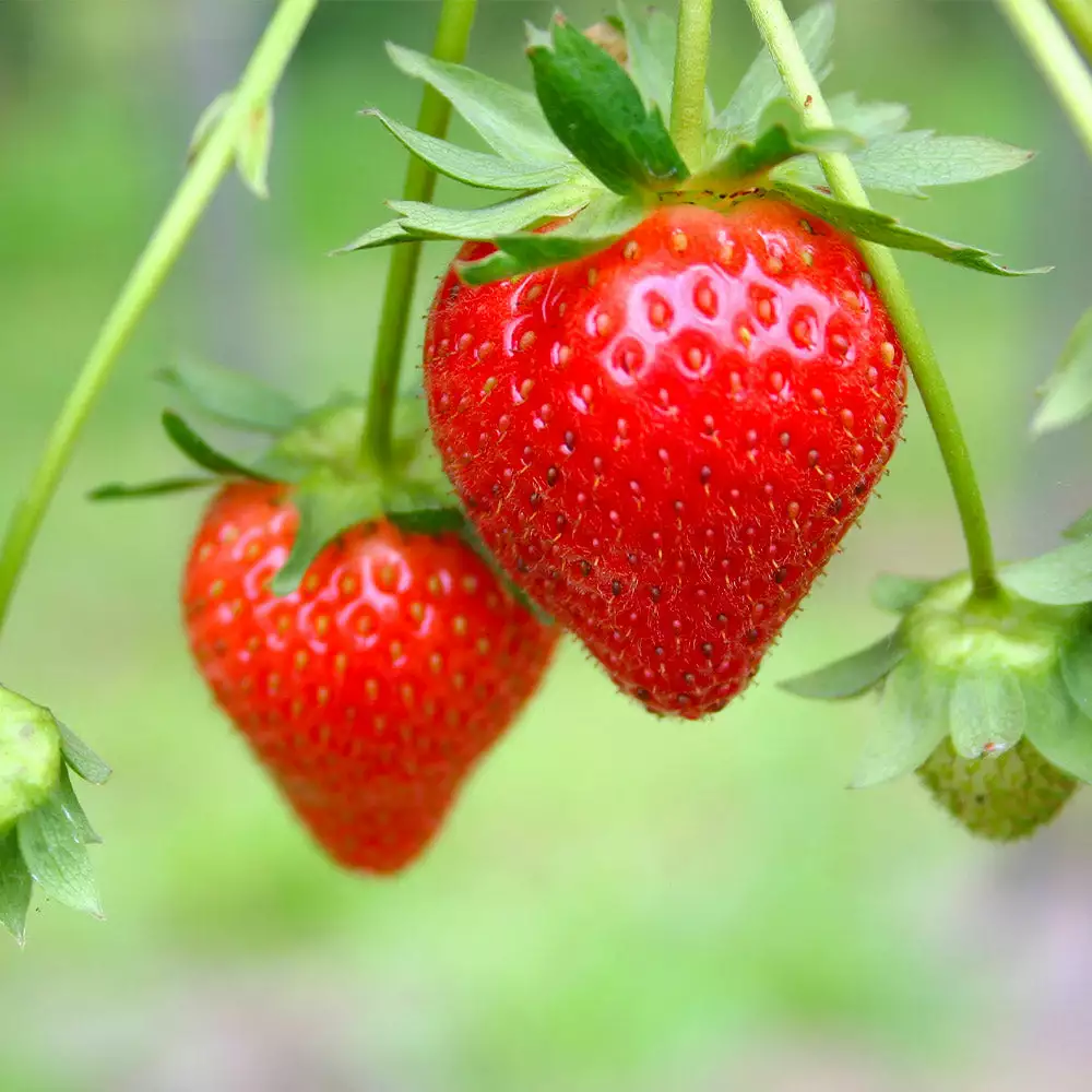 Fast Growing Trees Strawberry Plants Everbearing Strawberry 7 Fast Growing Trees Strawberry Plants Everbearing Strawberry